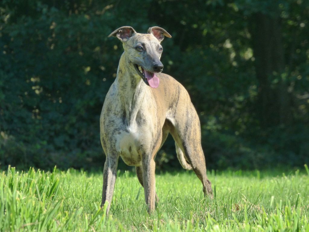 Polka von hoÃ«henzoller