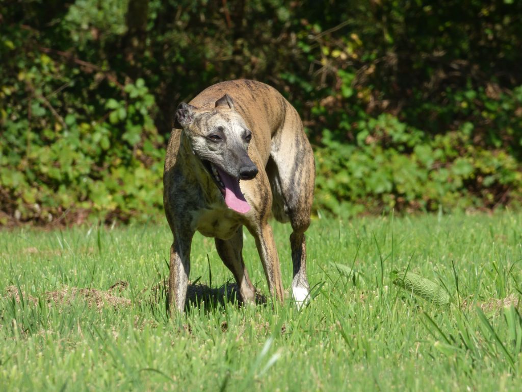 Polka von hoëhenzoller