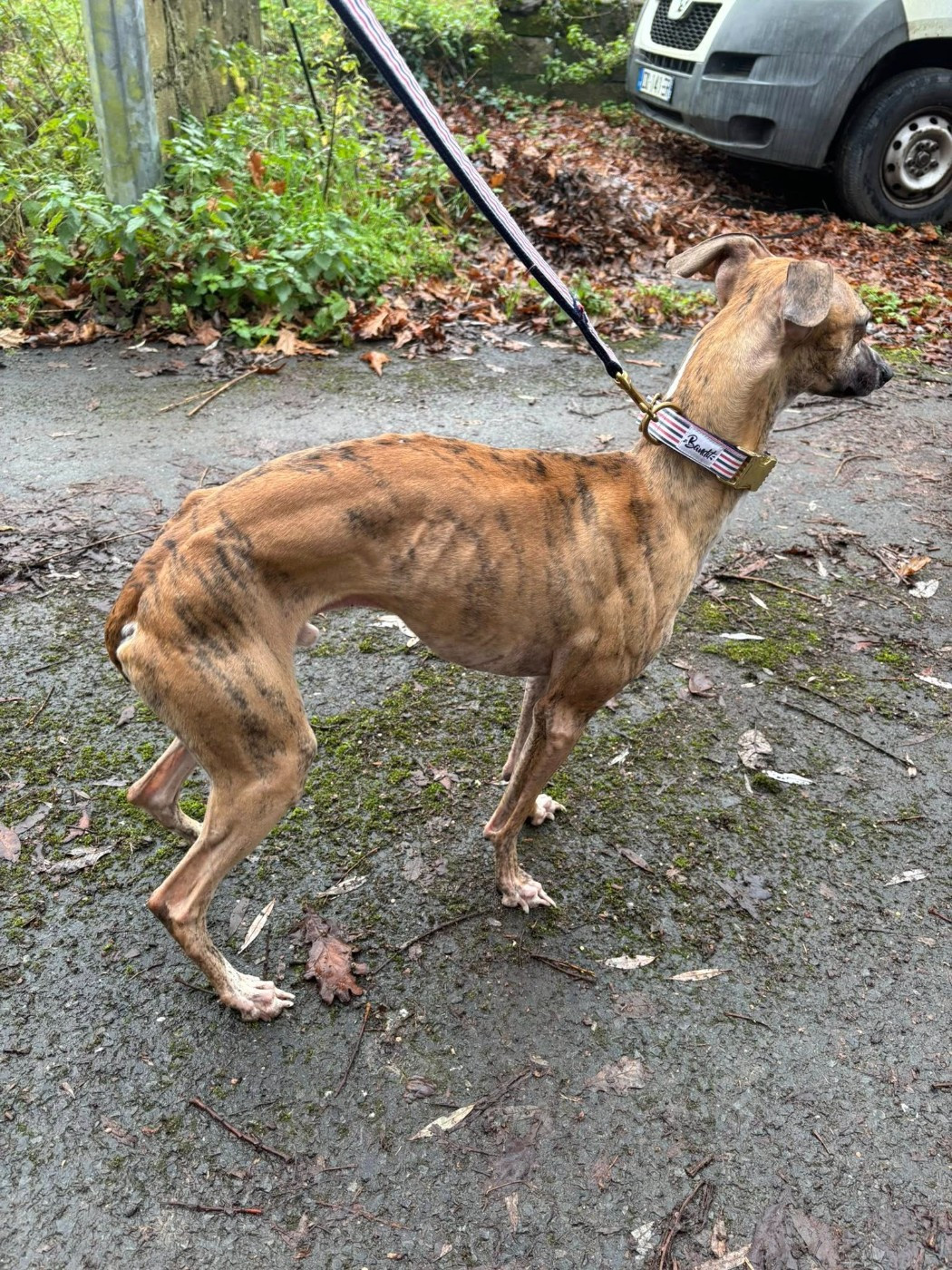 Retour à l'élevage