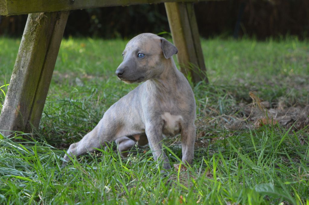 The Eagle Of Lucky - Chiots disponibles - Whippet