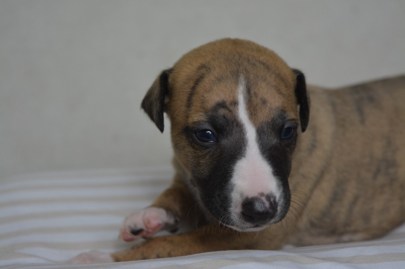 The Eagle Of Lucky - Chiots disponibles - Whippet