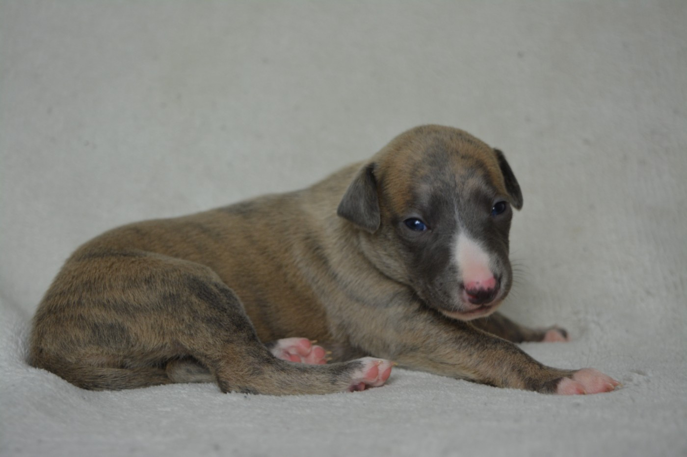 The Eagle Of Lucky - Chiots disponibles - Whippet