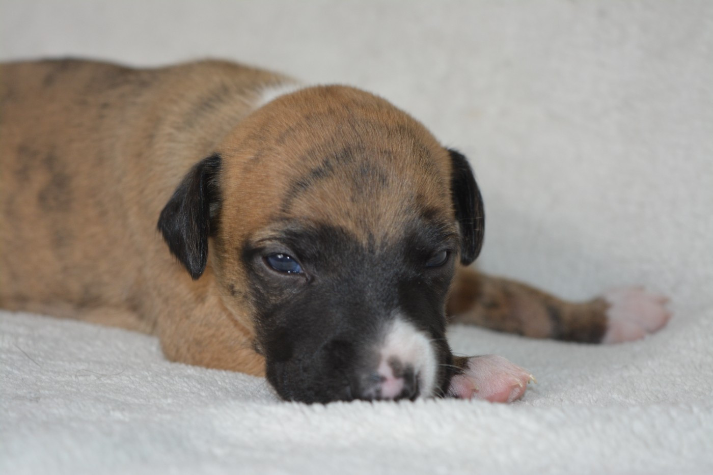 The Eagle Of Lucky - Chiots disponibles - Whippet