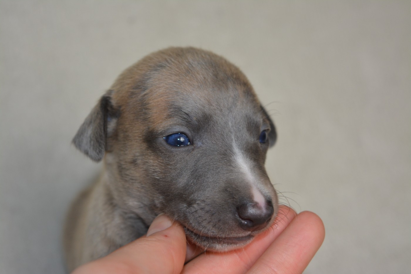 The Eagle Of Lucky - Chiots disponibles - Whippet