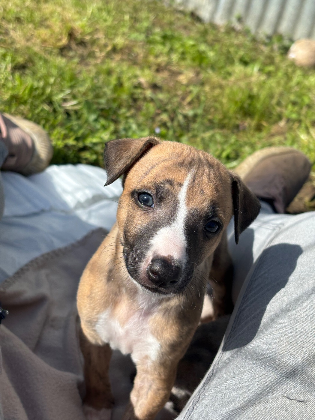 The Eagle Of Lucky - Chiots disponibles - Whippet