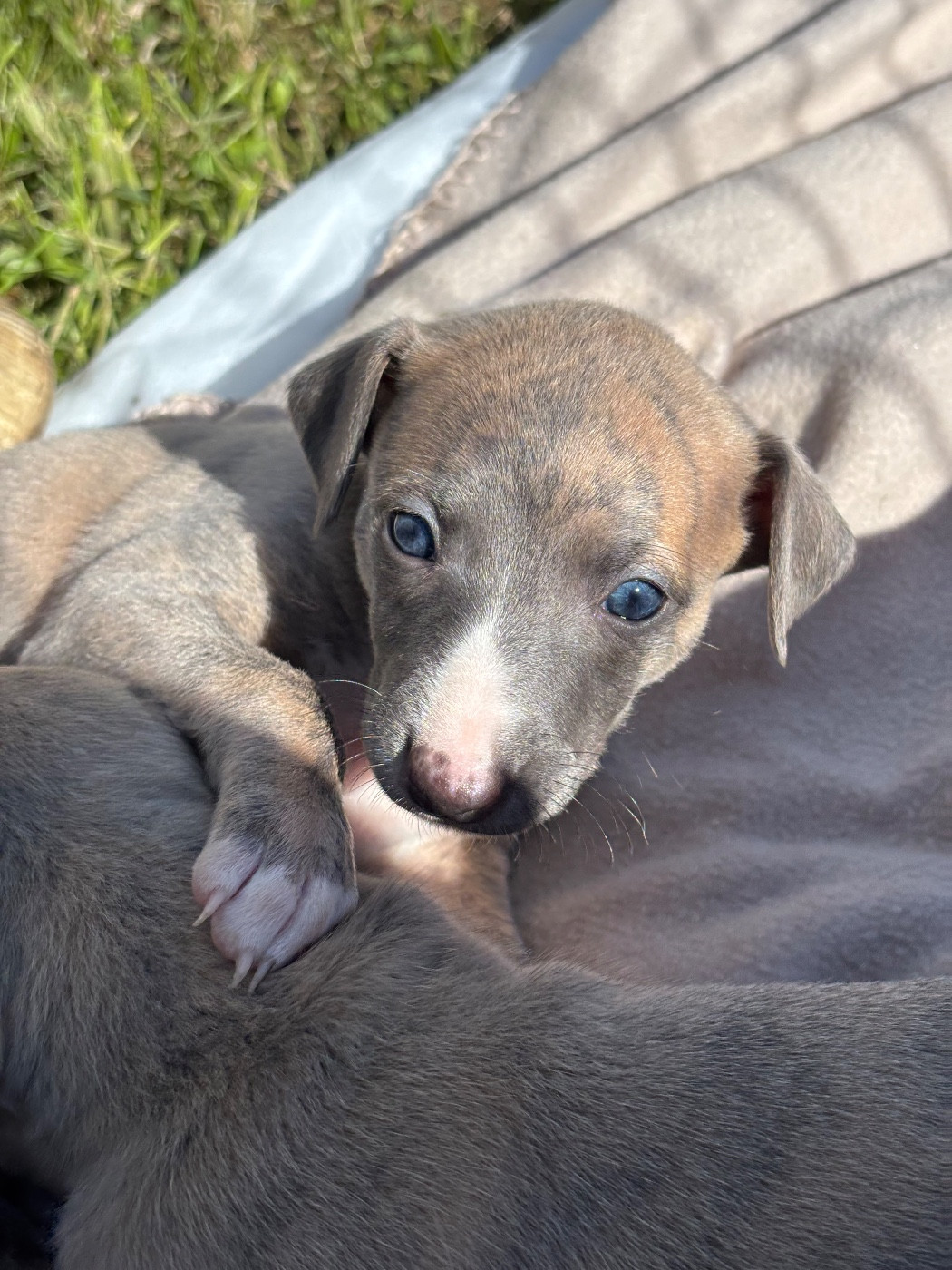 The Eagle Of Lucky - Chiots disponibles - Whippet