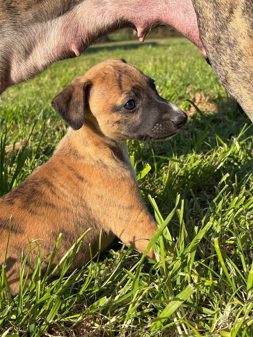 The Eagle Of Lucky - Chiots disponibles - Whippet