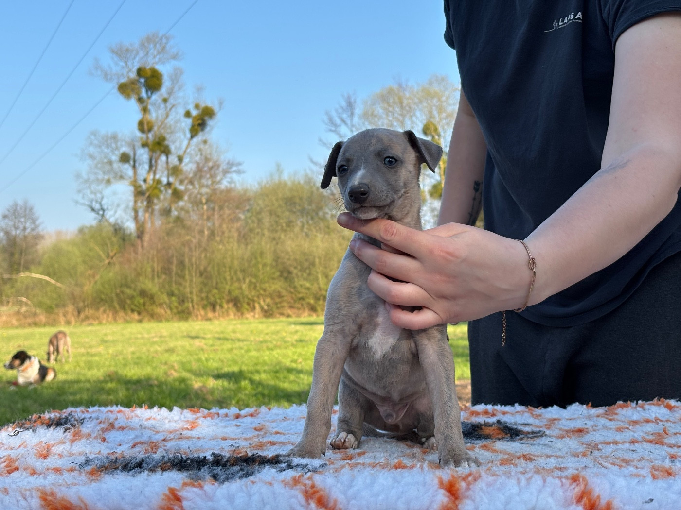 The Eagle Of Lucky - Chiots disponibles - Whippet