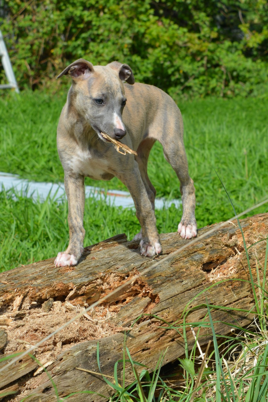 The Eagle Of Lucky - Whippet - Portée née le 10/02/2026