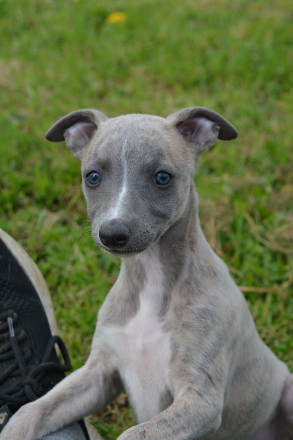 The Eagle Of Lucky - Whippet - Portée née le 10/02/2026