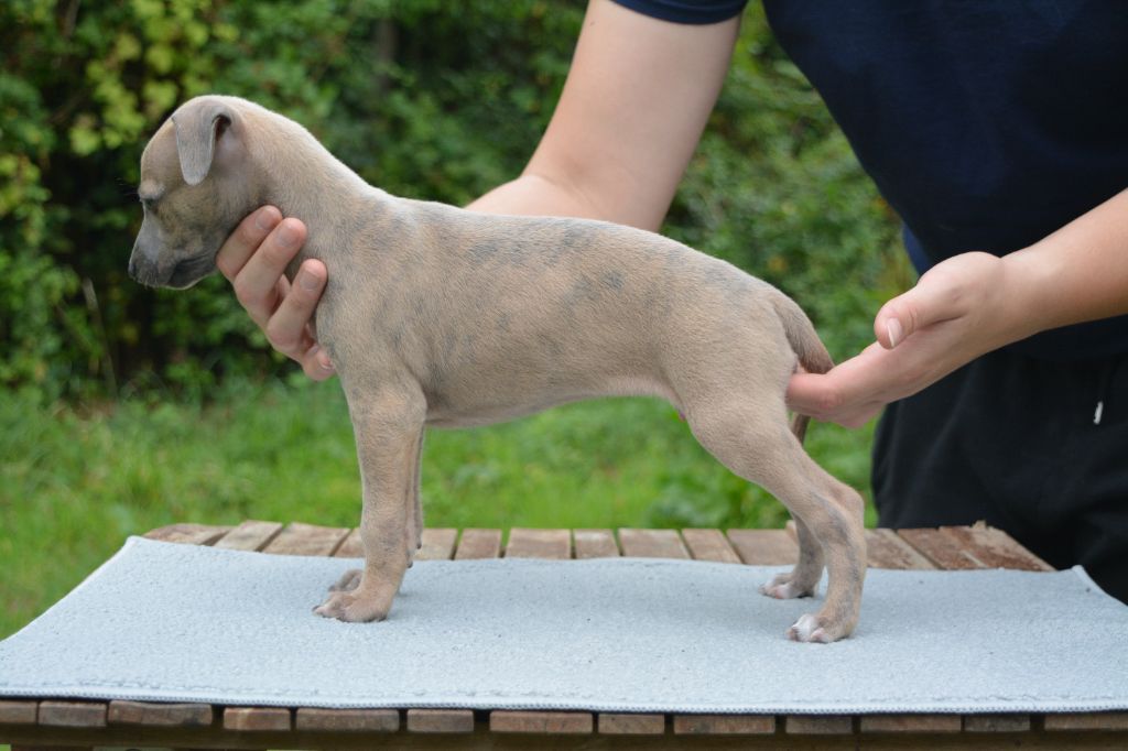 The Eagle Of Lucky - Chiots disponibles - Whippet