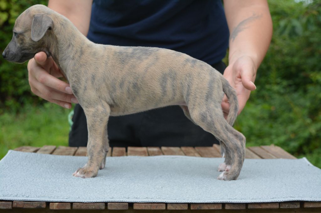 The Eagle Of Lucky - Chiots disponibles - Whippet