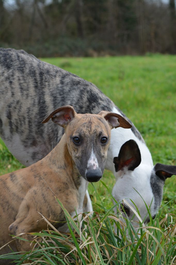 The Eagle Of Lucky - Whippet - Portée née le 07/10/2023