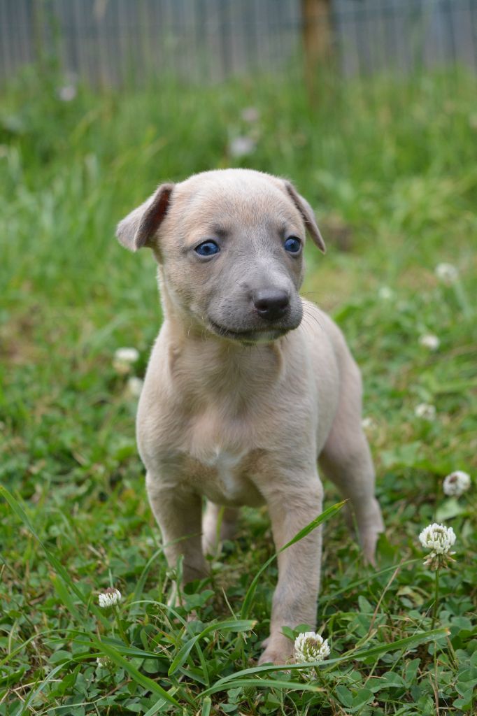 The Eagle Of Lucky - Chiots disponibles - Whippet